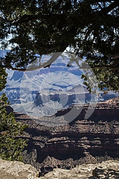 Looking Thru A Tree Canopy The Grand Canyon