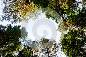 Looking to the sky, trees, logo