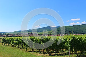 Looking toward an Alsatian village from a vineyard