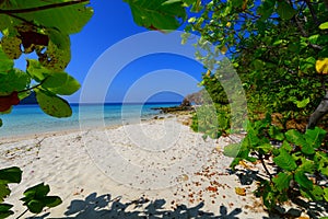 Looking through the tree to the peaceful beach and the rock that pierce through.