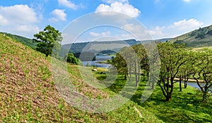 Looking through trees in the Elan Valley