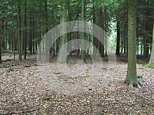 Looking through the trees in the woods in the Chiltern Hills, England, UK