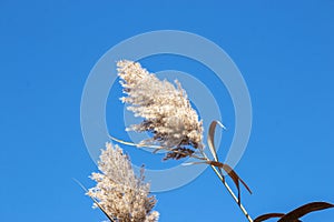 Looking at two bulrush common reed with a blue sky in background