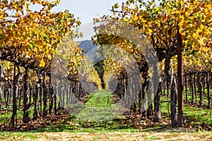 Rows of Fall Grape Vines