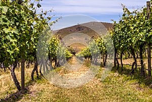 Looking through two rows of vines, Mount Dandenong Australia