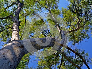 Looking up along tree trunk