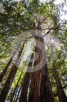 Looking up along the trunk of tall Redwood trees Sequoia sempervirens, Butano State Park, San Francisco bay area, California photo