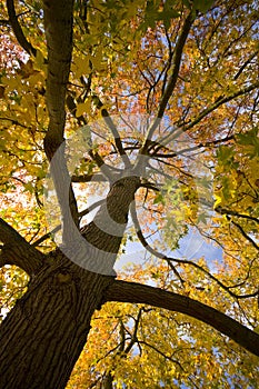 Looking up autumn leaves