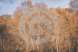 Looking Up Into Autumnal Birch Tree Branches