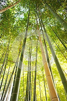 Looking up in a bamboo grove