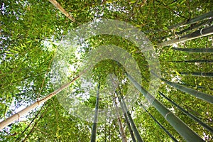 Looking up in a bamboo grove