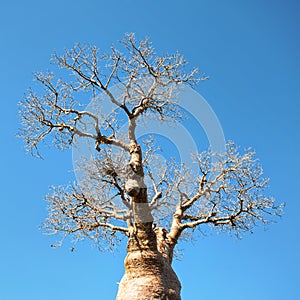 Looking up baobab tree top, thin branches again clear blue sky