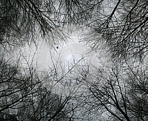 Looking up at bare tree branches