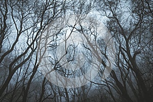 Looking up at a bare winter branches in a forest, with a dark moody edit blue edit