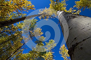 Looking up at beautiful Aspen trees in Montana