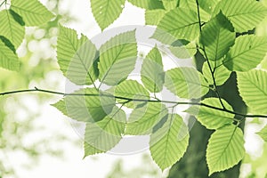 Looking up at beech tree leaves