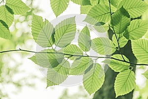 Looking up at beech tree leaves