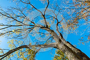 Looking up at big autumn tree
