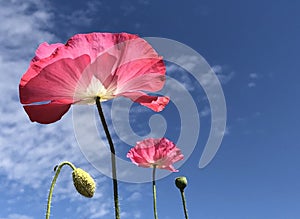 Looking up at big pink poppies against a blue sky