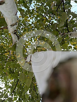 Looking up a Birch Tree trunk