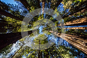 Looking up at the blue sky through California redwood trees in Henry Cowell Redwoods State Park