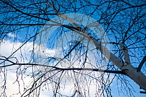 Looking up at the blue sky with cloud through the trees branches.