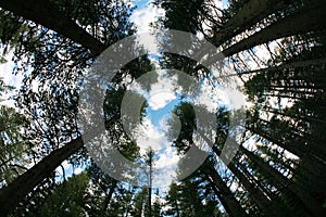 Looking up into the blue sky through a forest of redwood trees