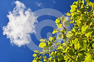 Looking up into the blue sky with one cloud underneath a tree