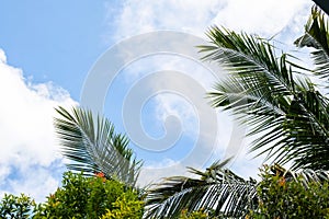 Looking up at blue sky through palm tree leaves