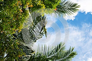 Looking up at blue sky through palm tree leaves