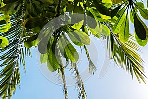 Looking up at blue sky through palm tree leaves