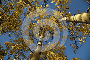 Looking up at a blue sky and yellow autumn quaking aspen trees photo