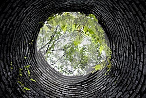 Looking up from the Bottom of a Well into Overgrown Forest