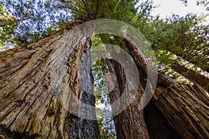 Looking up at California redwood trees with interesting trunks in Henry Cowell Redwoods State Park