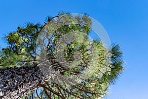 Looking up at a Canary Island Pine tree Pinus canariensis on La Palma Island, Canaries, Spain