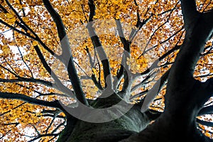 Looking up into the canopy of an autumn tree