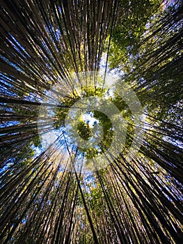 Looking up canopy of bamboo trees