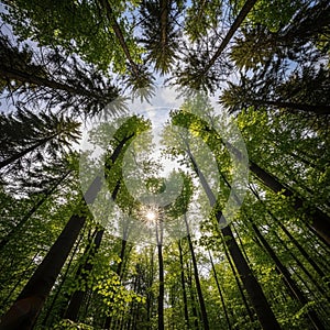 Looking up through a canopy of