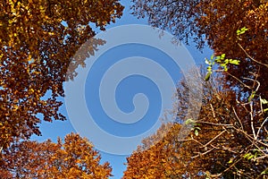 Looking up through canopy