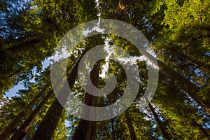 Looking up at canopy of old growth forest