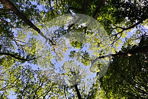 Looking up through a canopy of trees to a blue sky