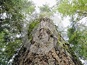 Looking up a centuries old douglas fir in an old growth forest