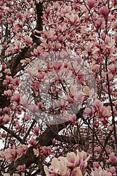 looking up at cherry blossom tree (springtime blooms) Japanese Cheery, sakura