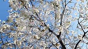 Looking up at the cherry blossoms in full bloom and the clear sky