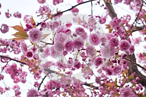 Looking up at cherry blossoms on a tree on a bright day