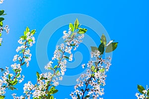 Looking Up the Cherry Tree Branches with Blossoms against the Blue Sky on a Sunny Spring Day. Change of Seasons Concept
