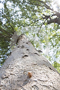 Cicada shell attached to a tree