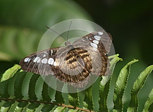 Looking Up Close at a Brown Clipper Butterfly