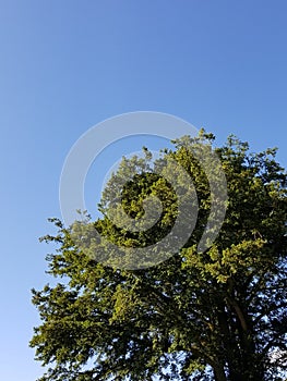 Tree and Cloudless Sky, Ireland