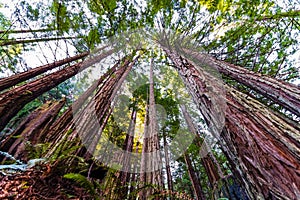 Looking up in a Coastal Redwood forest Sequoia Sempervirens, converging tree trunks surrounded by evergreen foliage, Purisima